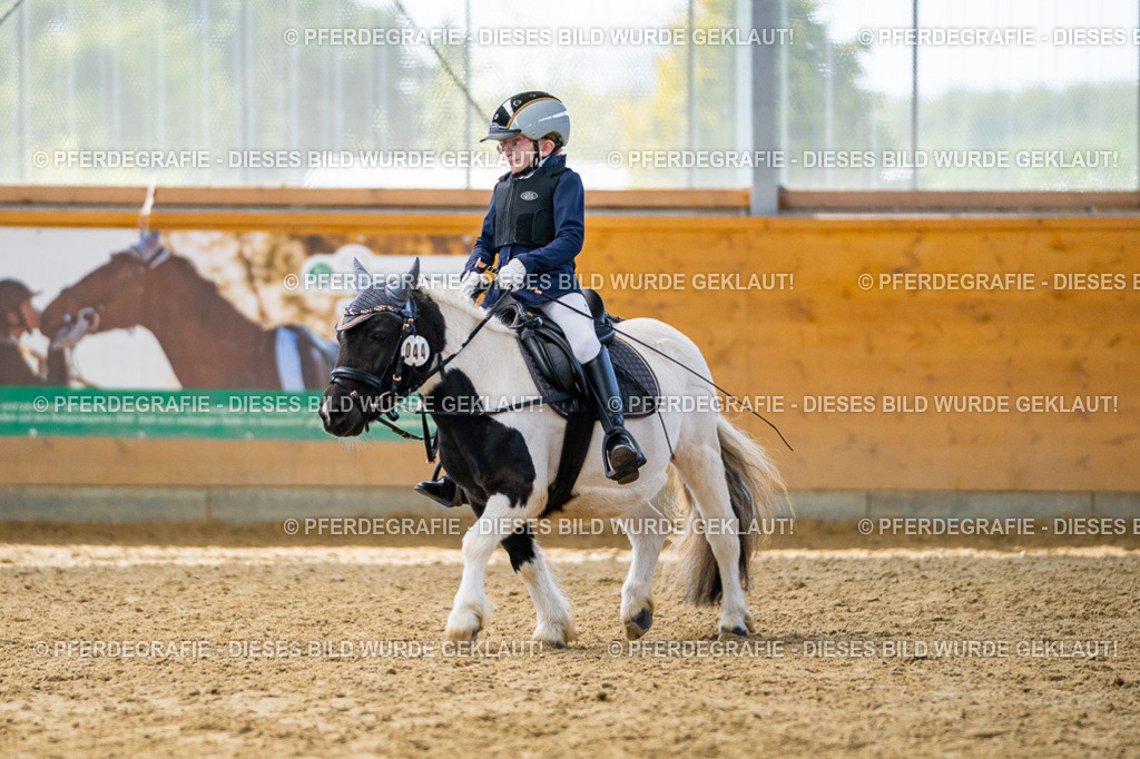 DSC01375 | Pferdegrafie