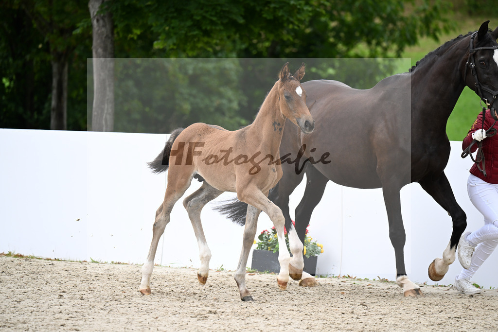 Sir Gribaldi x Sandro Bedo_HF_Schneller_23250888 | hf-fotografie - Realizzato con Pictrs.com