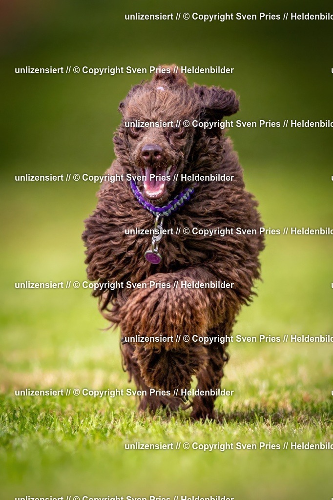 Sven Pries | 2024-09-22 - Hunderennen Baden-BadenPudelverein - Realisiert mit Pictrs.com