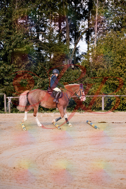 2026_10_03_Siefer-Hof_144417_Z81_17863863 | Professionelle Reitsport-, Turnier- und Eventfotografie von Robert Broda. Galerien mit ausgewählten und bearbeiteten Bildern direkt online ansehen und bestellen.