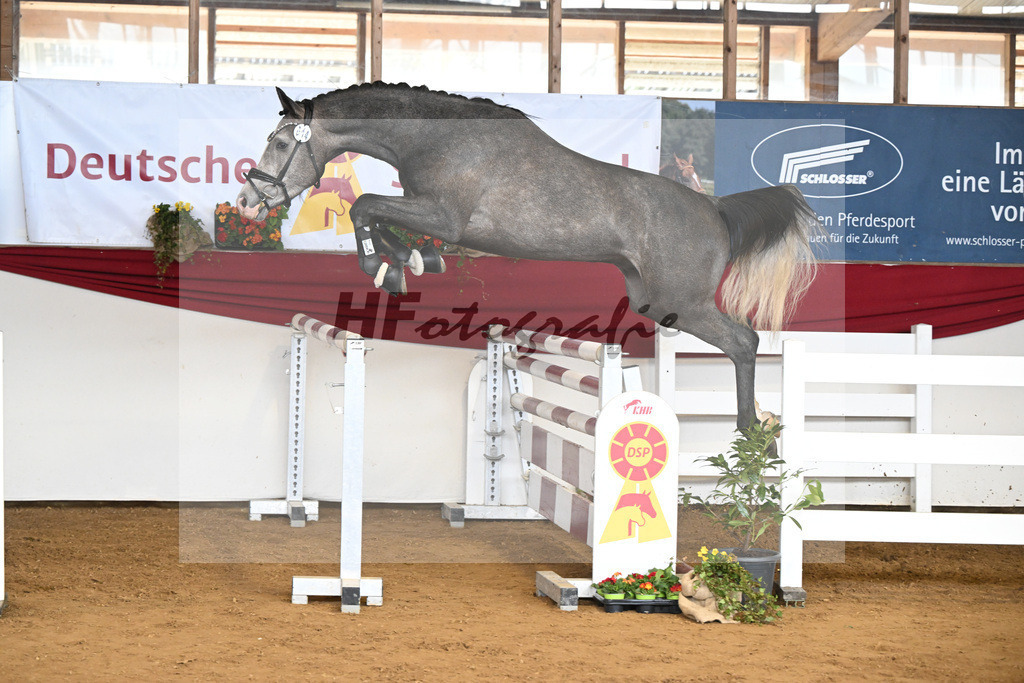 Kat-Nr. 44 Harry v. Hickstead White_Koeniger_16250750 | hf-fotografie - Realisiert mit Pictrs.com