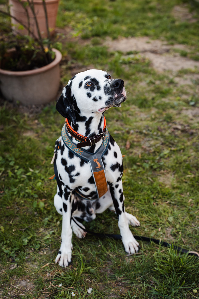 20260426-183 | MuT (Mensch und Tier) mit Mona - Fotografie und Tierkommunikation - Realisiert mit Pictrs.com
