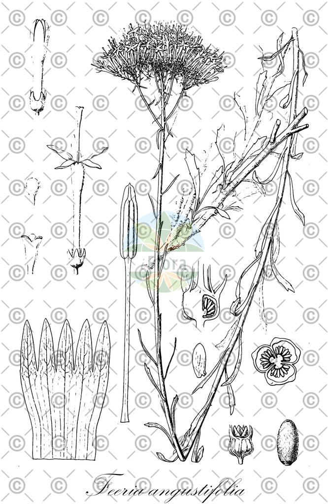 HistAbb_7P2CR_2_ENZY_Simple | Historische Abbildung von Feeria angustifolia - Campanulaceae | Historical Illustration of Feeria angustifolia - Campanulaceae