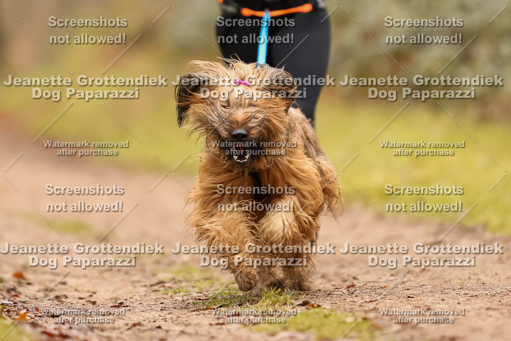 Dog Paparazzi - Speedhunter Mannheim  2025-173 | Dog Paparazzi Jeanette Grottendiek Fotografie & Videografie