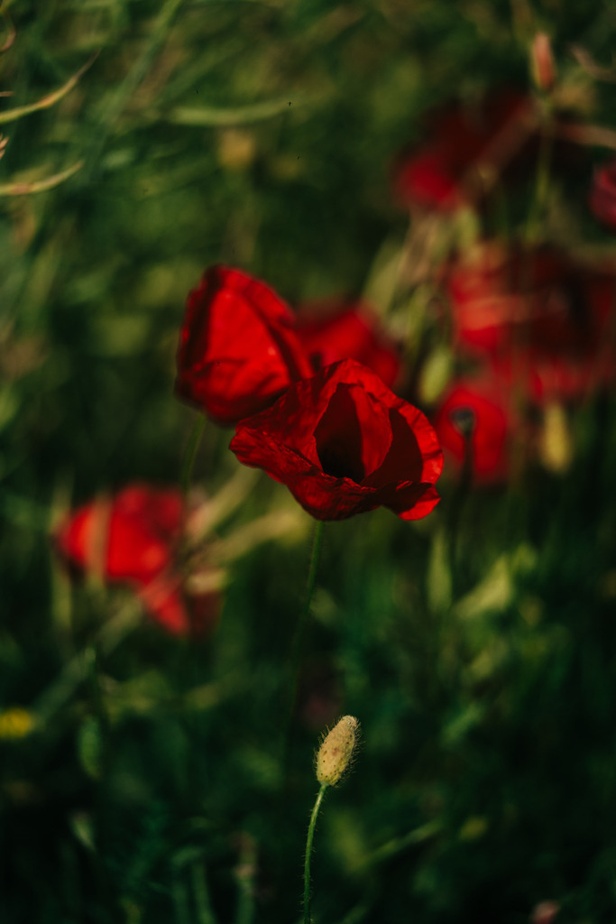 Mohn | Simone Sonderegger Photography
