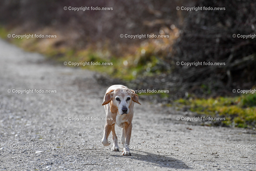 Hund_ Hunde_ Freilaufflaeche_ 20.02.2022-9 | 20.02.2022, Linz, AUT, Hund, Hunde, Themenbild, im Bild Hund, Hunde, spazieren, Freilaufzone, Spazierweg, Arrigo und Luigi