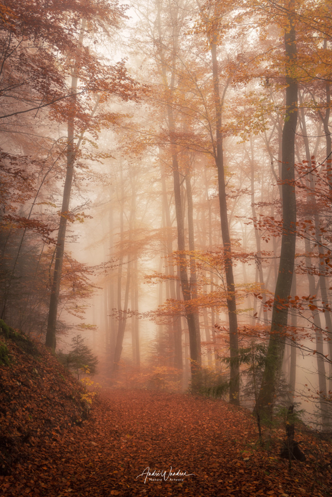 Herbstspaziergang | Andre Wandrei - Nature Artworx - Realisiert mit Pictrs.com