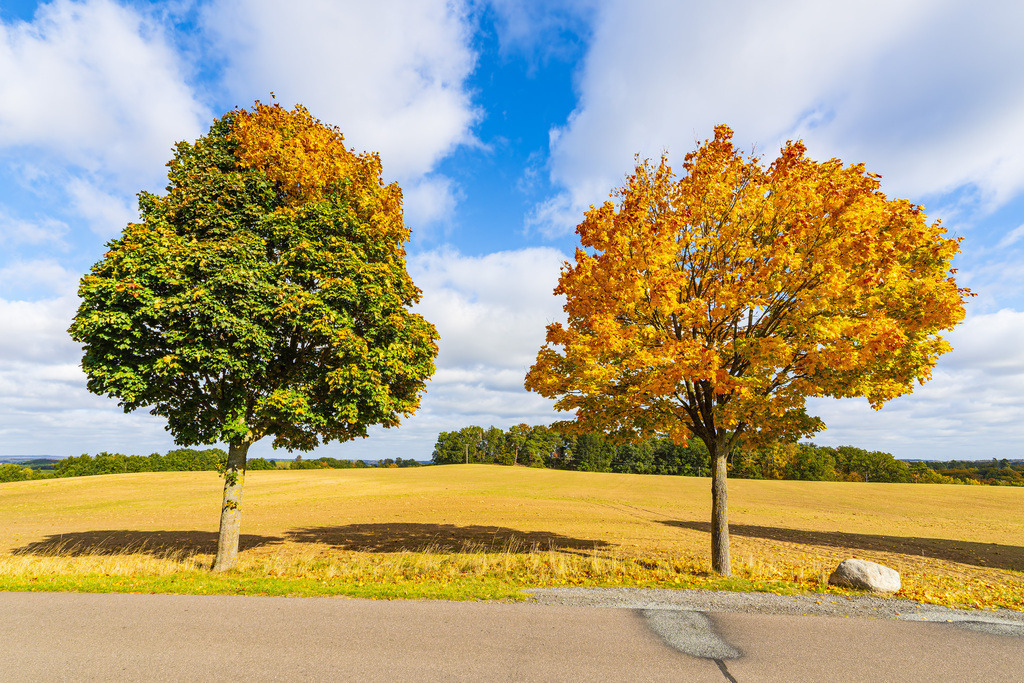 Herbstlich gefärbte Bäume und Straße im Herbst nahe Groß Görnow | Herbstlich gefärbte Bäume und Straße im Herbst nahe Groß Görnow.