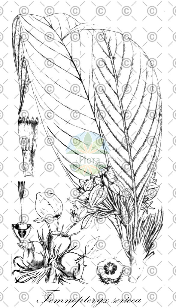 HistAbb_EMP_7000946_SRC_Schlechtendal_2_FLORAD_SIMPLE | Historische Abbildung von Temnopteryx sericea - Rubiaceae | Historical Illustration of Temnopteryx sericea - Rubiaceae