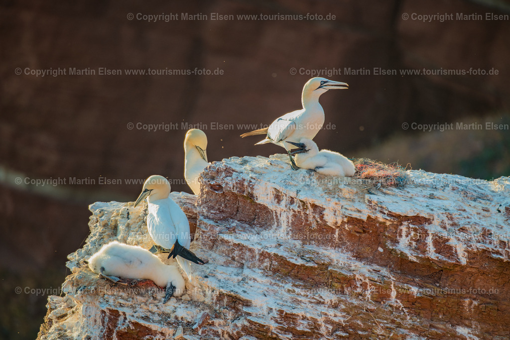 Helgoland Bastölpel_ELS_2867030818 | Helgoland - Aufnahmedatum: 01.08.2018, Aufnahmehöhe:  m, Koordinaten:  - , Bildgröße: 8256 x  5504 Pixel - Copyright 2018 by Martin Elsen, Kontakt: Tel.: +49 157 74581206, E-Mail: info@schoenes-foto.deSchlagwörter:Schleswig-Holstein,Landkreis Pinneberg,Düne,Hochseeinsel,Börteboote,Meer,Küste,Halunder,Oberland,Unterland,Strand,Seehunde,Robben,Lange Anna,Felsen,Roter Felsen,Luftbild,Luftbilder,Bastölpel - Realisiert mit Pictrs.com