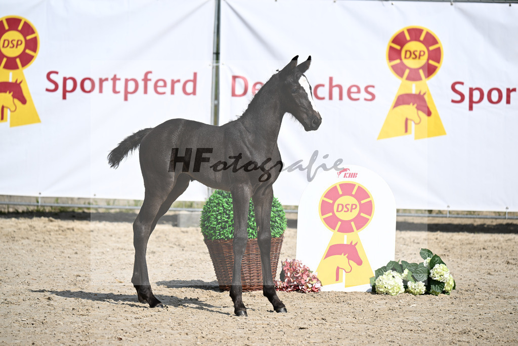 Diamant van Klapscheut Z x Catoki_SF_Regele_13250398 | hf-fotografie - Realizzato con Pictrs.com