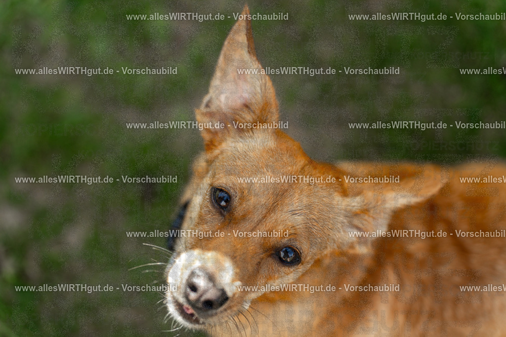 Hundeschwimmen_Volksbad_2026-allesWIRTHgut_Tierfotografie-2609061204-111405-7R500136 | Professionelle Tierfotografie in Mönchengladbach von Daniel Wirth (allesWIRTHgut). Liebevolle & natürliche Bilder von Hunden & Katzen für unvergessliche Erinnerungen.
