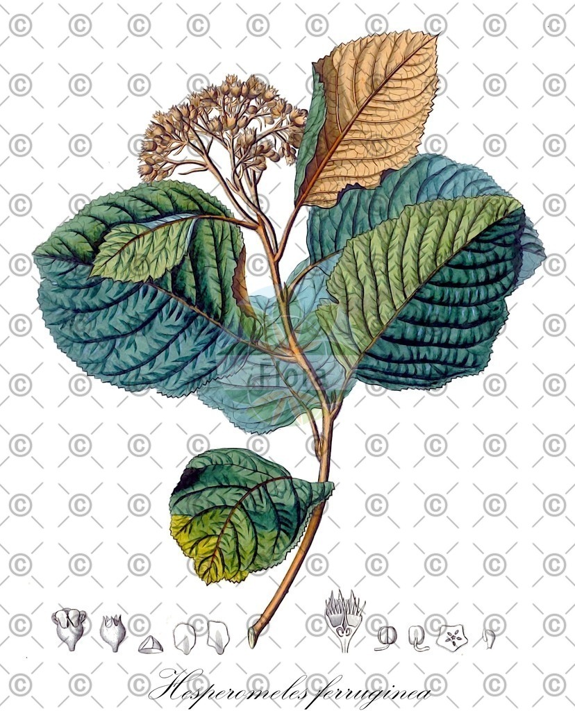HistAbb_wfo-0000658097_1_ENZY_Simple | Historische Abbildung von Hesperomeles ferruginea - Rosaceae | Historical Illustration of Hesperomeles ferruginea - Rosaceae