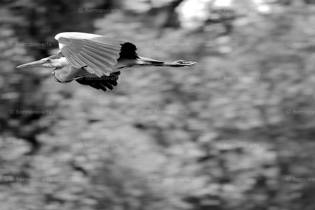 Bagno_09_07_24_DPP-42a | Photo Foto Kunst Art schwarzweiss Bilder Rheine Münster Berlin Blumen 