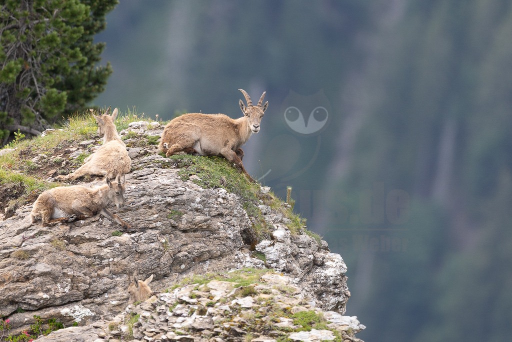 R6NF1973_20250707 | Eine kleine Gruppe von Steinböcken (Capra ibex) ruht oder bewegt sich auf einem felsigen Bergrücken in den Alpen. Im Vordergrund liegt ein Steinbock, der direkt in die Kamera blickt und kleine Hörner hat. Dahinter und darunter sind weitere Steinböcke zu sehen, die sich auf den Felsen ausruhen oder langsam bewegen. Links im Bild ist ein Teil eines Nadelbaums sichtbar, während der Hintergrund aus einem verschwommenen, bergigen Panorama besteht, das die Höhe und Abgeschiedenheit des Lebensraums unterstreicht. Die Tiere wirken entspannt und an ihre Umgebung angepasst. - Realisiert mit Pictrs.com