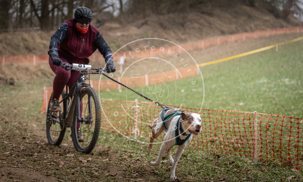 Pfotenfotografie_DV3A5586 | Hundefotografie, Tierfotograf, Pfotenfotografie, Fotoshooting Hund, Hunde Portrait, Hundesport, Hundeportraits, Heideshooting, Hunde, Sportfotograf, Hundefotograf, Turnierhundsport, THS,  - Realisiert mit Pictrs.com