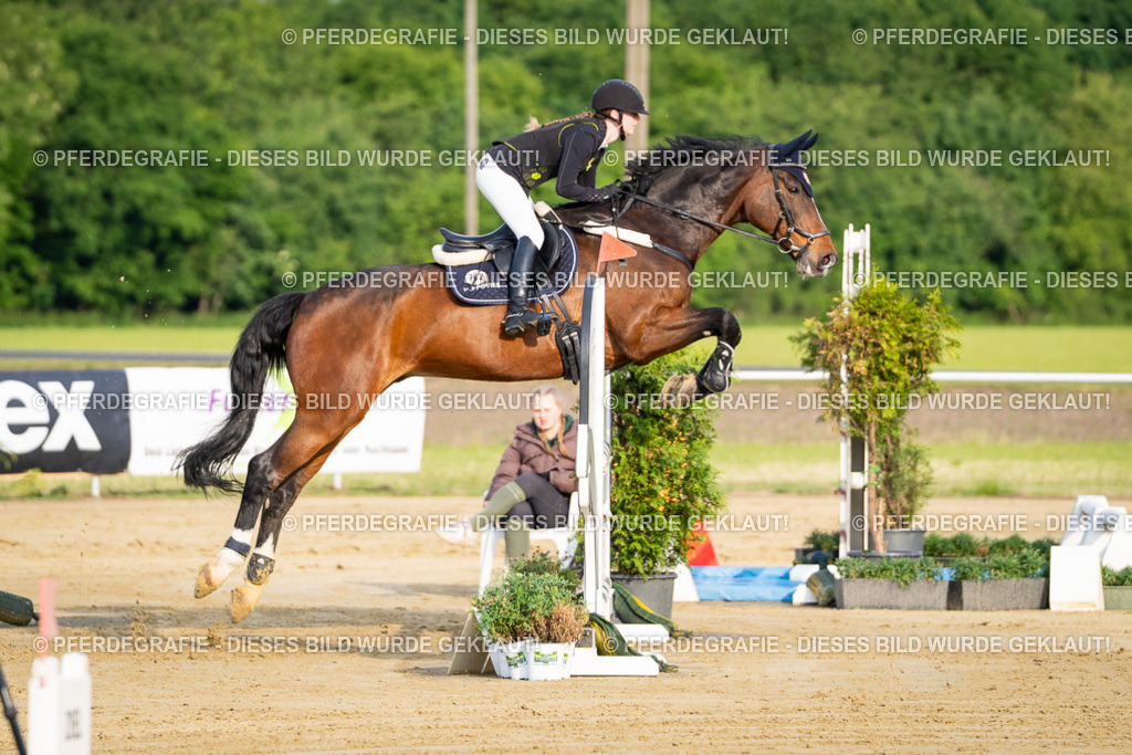 DSC02321 | Pferdegrafie