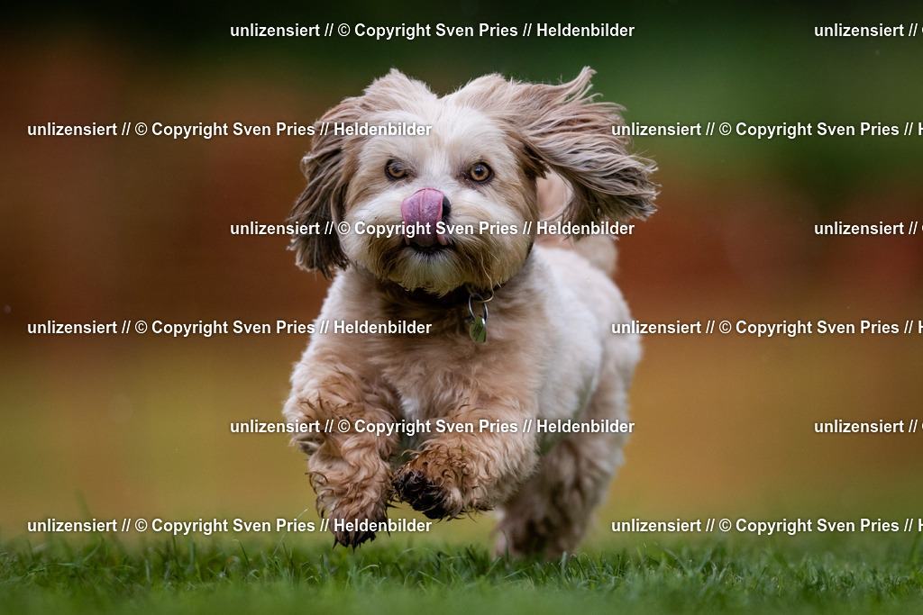 Sven Pries | 2024-04-21 - Hunderennen Baden-Oos
Foto: Sven Pries - Realisiert mit Pictrs.com