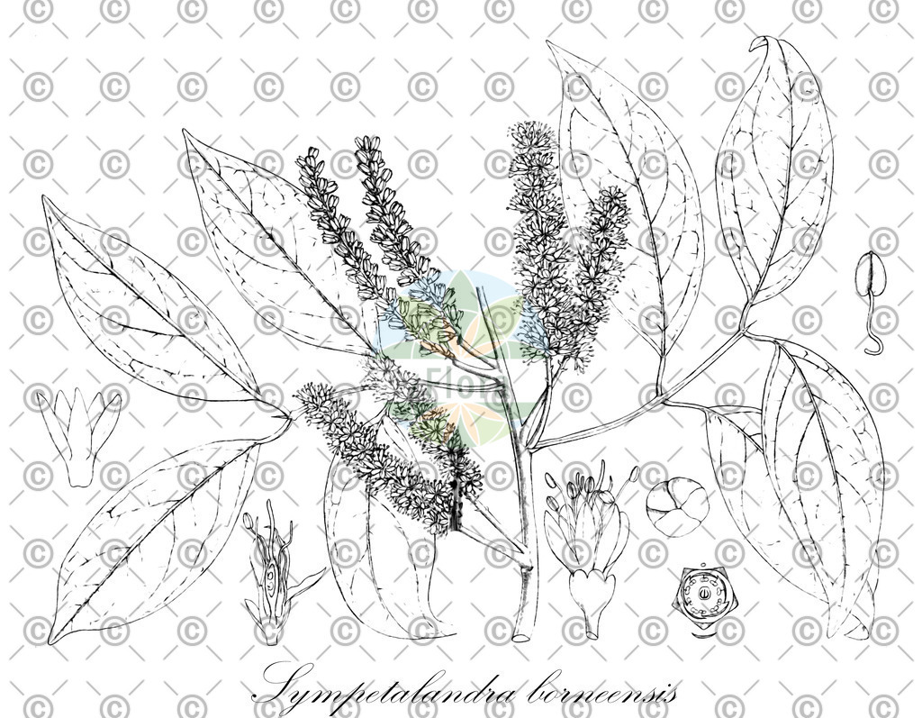 HistAbb_wfo-0000018085_1_ENZY_Simple | Historische Abbildung von Sympetalandra borneensis - Fabaceae | Historical Illustration of Sympetalandra borneensis - Fabaceae