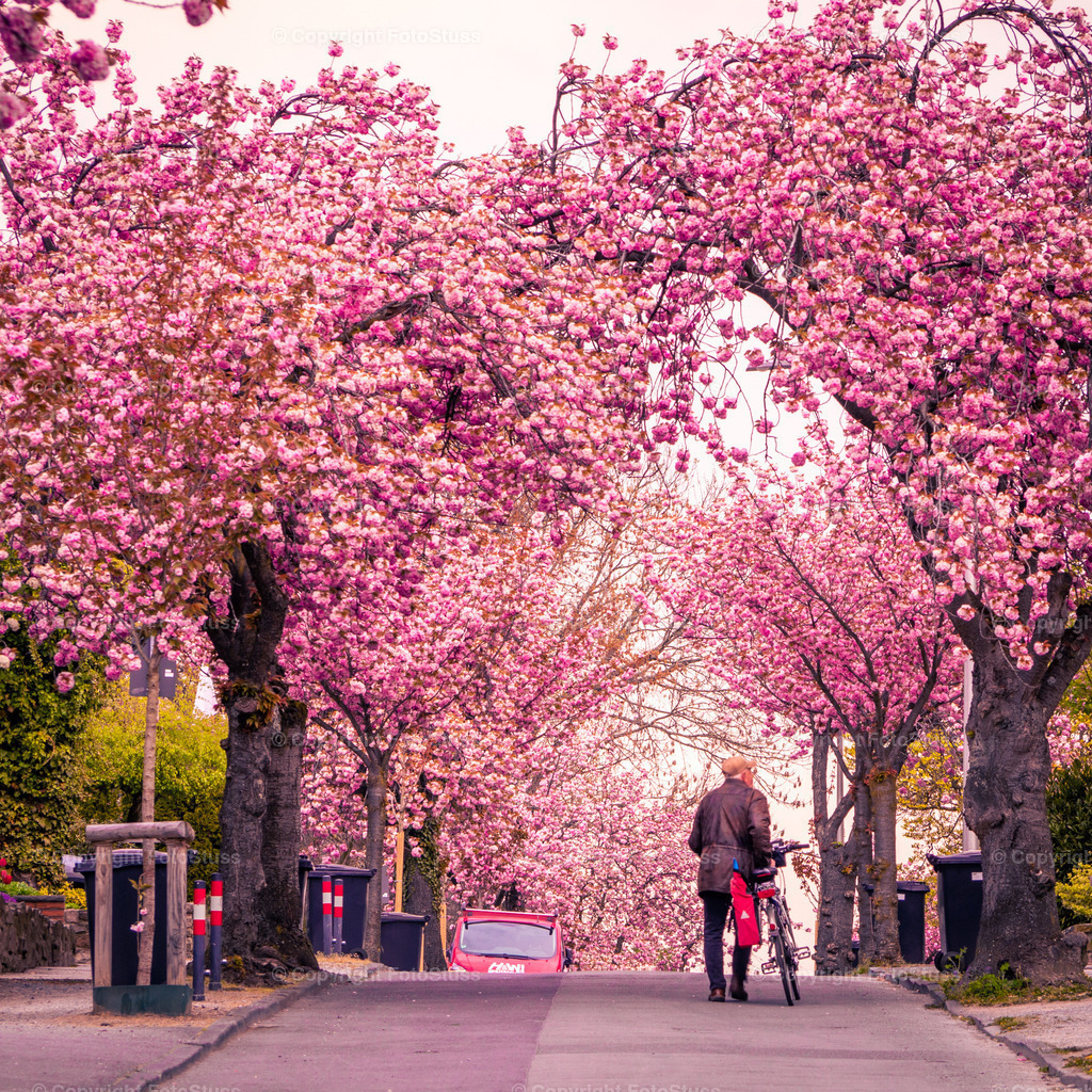 Kirschblüten in Hamm Bockum-Hövel | Die Kirschblüte verwandelt die Straße in Hamm Bockum-Hövel Jahr für Jahr in ein einzigartiges Farbenspiel. - Realisiert mit Pictrs.com