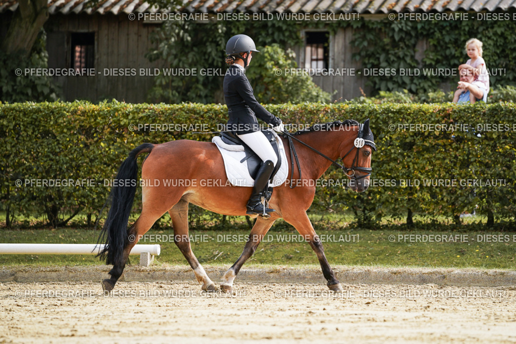 DSC04595 | Pferdegrafie