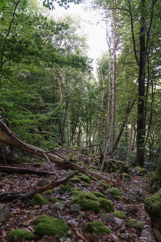 ZD250916092324 | Fotoshop von zweidimensional Fotografie. Ihr Fotograf im Aargau. Abzüge von Ihrem Fotobox Event bestellen.Abzüge von Ihrem Hochzeit bestellen.Abzüge von Ihrem Schulfotograf bestellen.