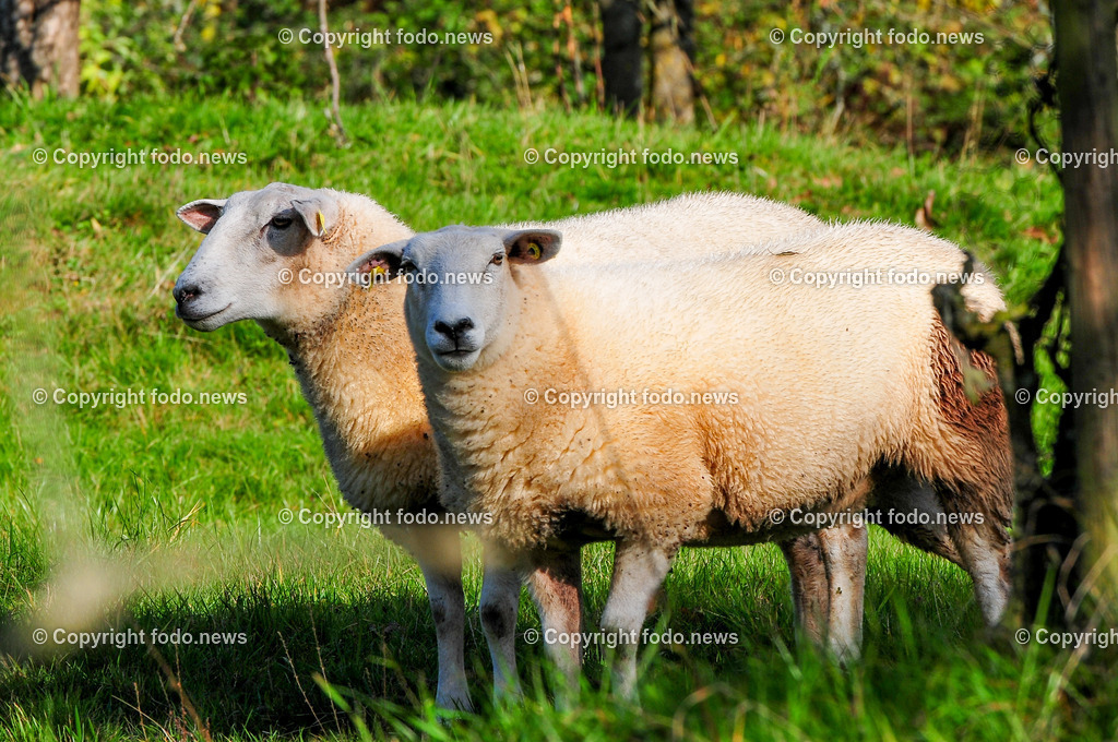 Linz_ Bauernhof_ 11.04.2025-36 | 11.04.2025, LINZ, AUT, Landwirtschaft, Bauernhof, im Bild Schafe, Schaf, Lamm, Bock, Tiere, Nutztiere, Freilandhaltung, Paarhufer