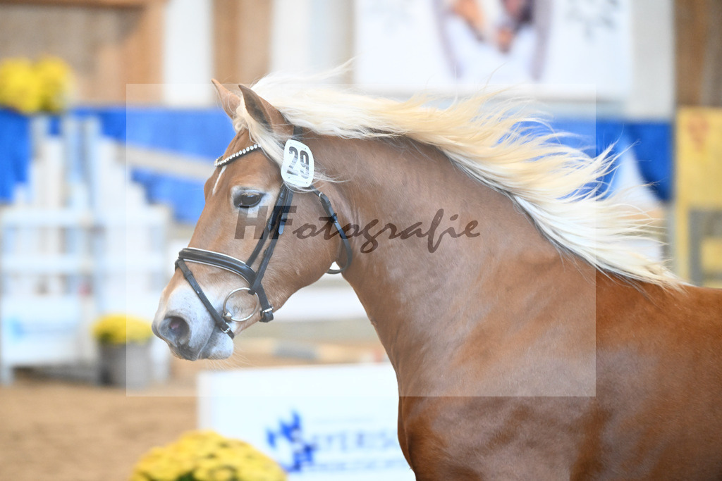 Kat-Nr. 29 nn v. Nio_Carreno-Erdmann_48250655 | hf-fotografie - Realisiert mit Pictrs.com