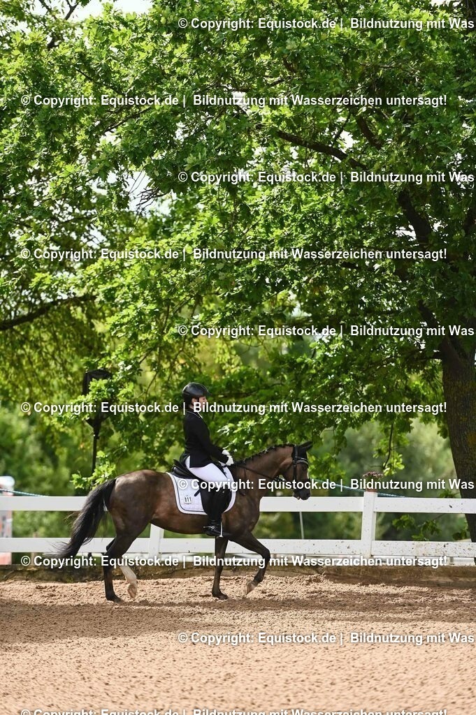 20230716_10-1_Reiter-WB Schritt - Trab - Galopp_0187 | equistock