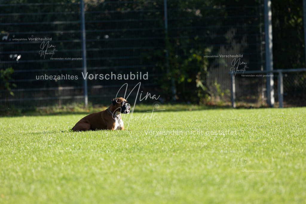 _16A4835 | Einzigartige Fotos von Hunden & Menschen –Actionfotos, Portraits, Vereinsaufnahmen & Paarshootings – authentisch, lebendig & mit Herz.