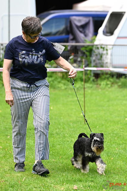 Ausstellung des Pinscher Schnauzer-Klub | Ausstellung des Pinscher-Schnauzer-Klub, OG München in Gröbenzell 29.07.2023 Foto: Leo Wyden