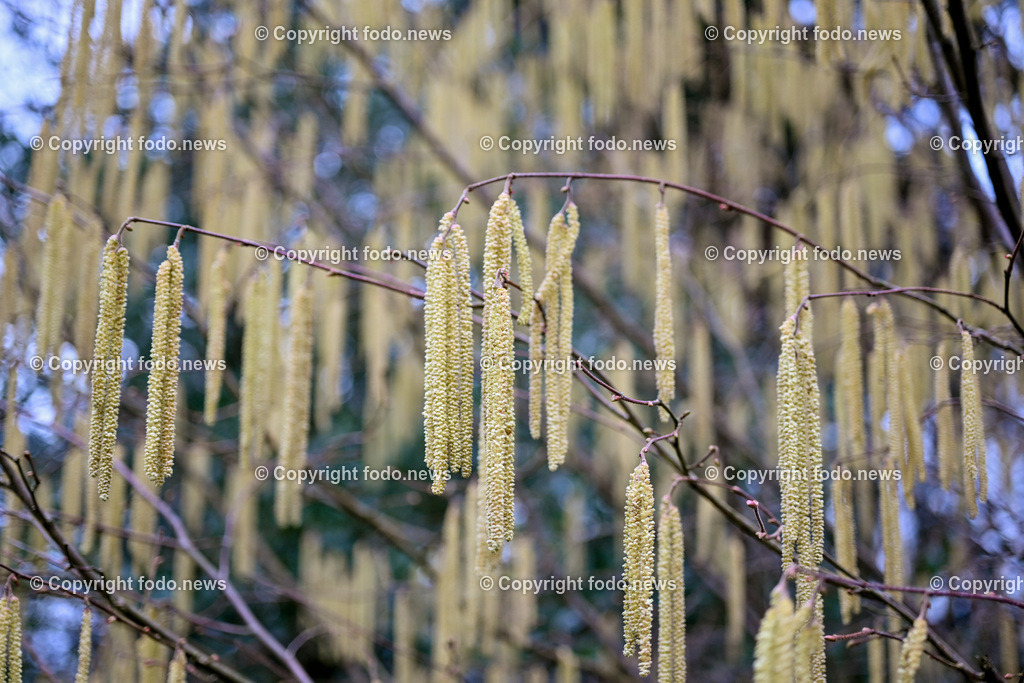 Fruehling_ Pollen_ 20.02.2024-1 | 20.02.2024, Linz, AUT, Fruehling, im Bild Graeser, Stauden, Baeume, Pollen, Allergie, Allergiker, Heuschnupfen, Haselnuss, Birke, Pflanze, Pflanzen, Flora, Natur