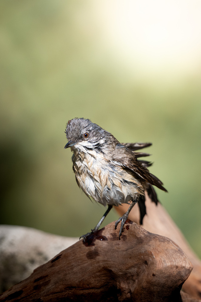 Junges Rotkehlchen noch ohne rote Kehle nass vom Baden | Dieses hochwertige Naturfoto zeigt einen kleinen, nassen Singvogel, der auf einem naturbelassenen Holzstamm sitzt und von weichem, harmonischem Licht umgeben ist. Die feinen Details des von vorherigem Bad nassen Gefieders, der natürliche Hintergrund in sanften Grüntönen und die ruhige Stimmung machen dieses Wandbild zu einer perfekten Dekoration für Wohnräume, Büros oder Praxisräume. Das Bild bringt Ruhe, Naturverbundenheit und einen Hauch Wildnis in jeden Raum – ideal für Liebhaber von Vögeln, Wildlife-Fotografie und natürlicher Ästhetik.