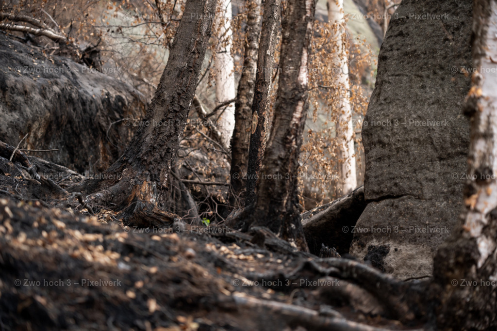 Obere_Affensteinpromenade_Siegfried_Bergfried_Wurzel_Waldbrand | 2022-09-02_Waldbrandgebiete_2 - Realisiert mit Pictrs.com