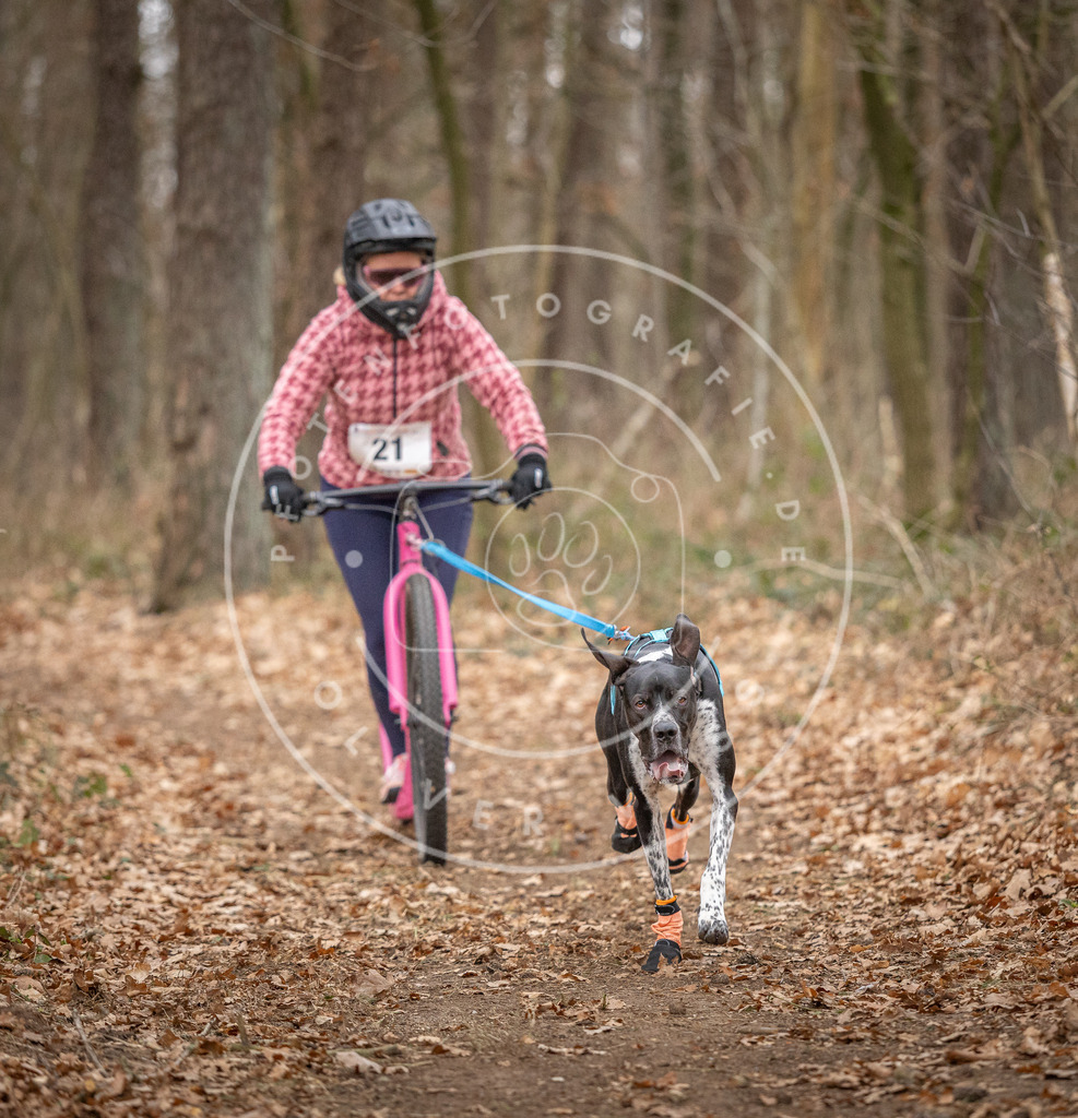 Pfotenfotografie_DV3A7508 | Hundefotografie, Tierfotograf, Pfotenfotografie, Fotoshooting Hund, Hunde Portrait, Hundesport, Hundeportraits, Heideshooting, Hunde, Sportfotograf, Hundefotograf, Turnierhundsport, THS,  - Realisiert mit Pictrs.com