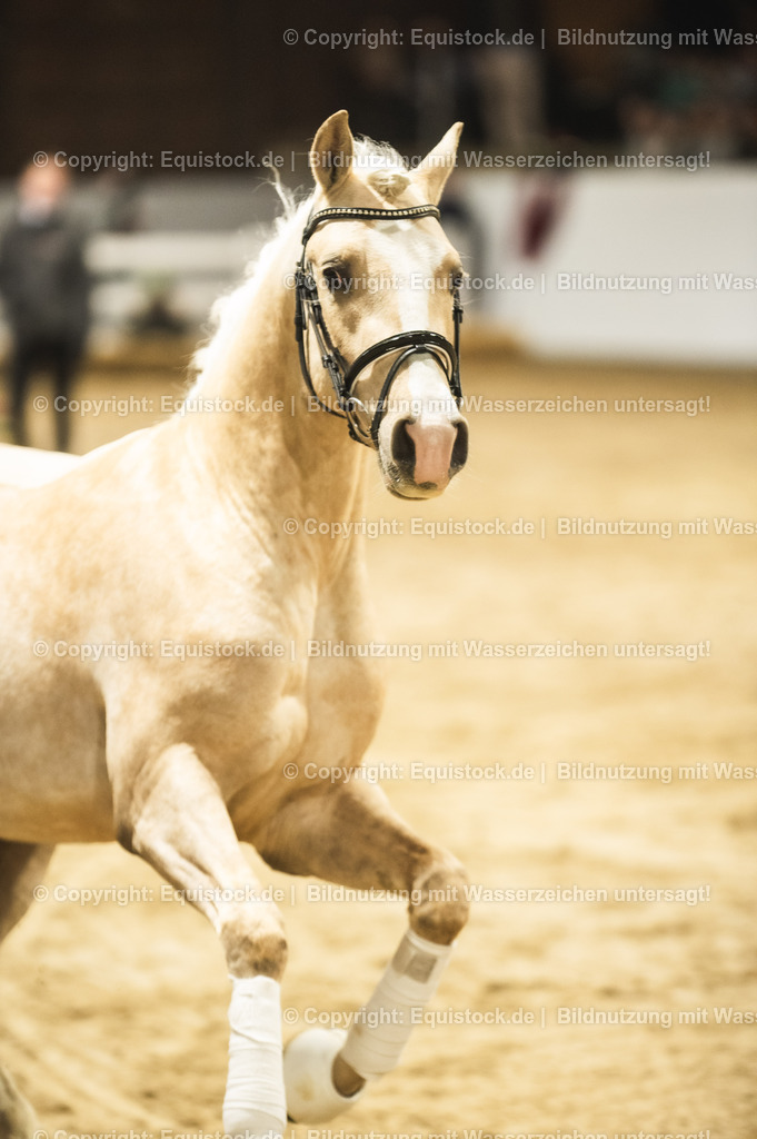 20240302_Hengstvorstellung_Marbach_TOMsPiC_0841 | equistock