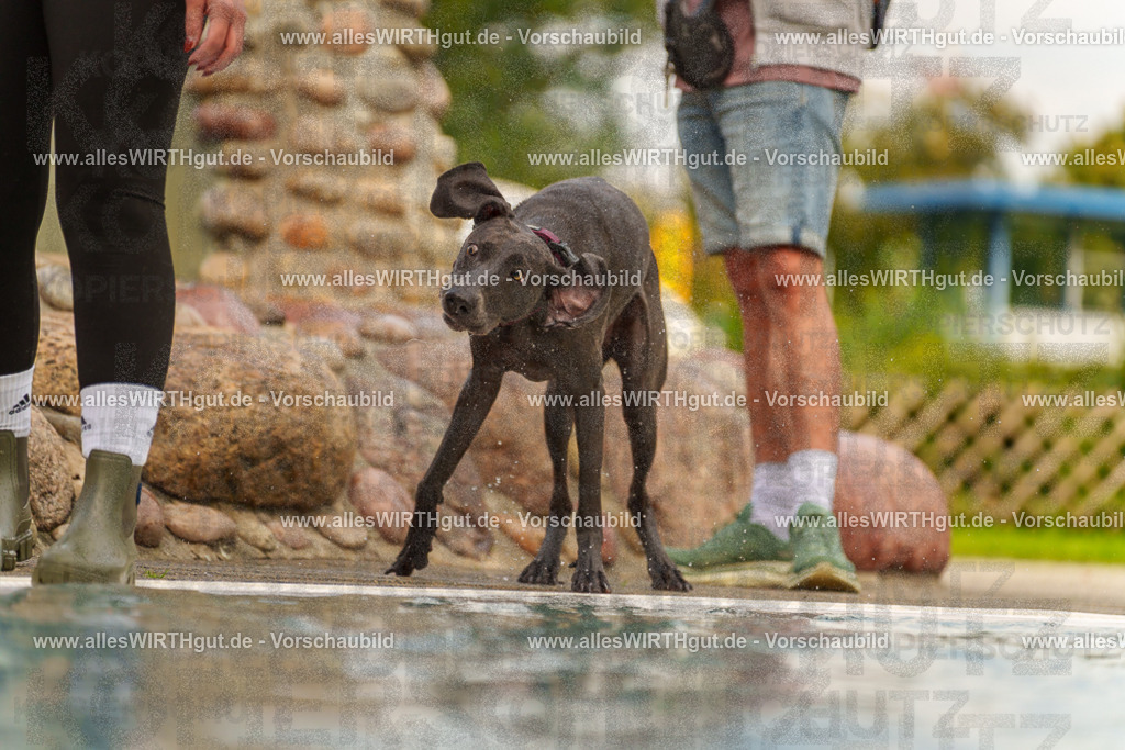 Hundeschwimmen_Grefrath_2026-allesWIRTHgut_Tierfotografie-11_09-7R503135 | Professionelle Tierfotografie in Mönchengladbach von Daniel Wirth (allesWIRTHgut). Liebevolle & natürliche Bilder von Hunden & Katzen für unvergessliche Erinnerungen.
