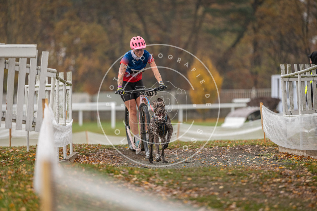 CaniXpix_DV3A8598 | Hundefotografie, Tierfotograf, Pfotenfotografie, Fotoshooting Hund, Hunde Portrait, Hundesport, Hundeportraits, Heideshooting, Hunde, Sportfotograf, Hundefotograf, Turnierhundsport, THS,  - Realisiert mit Pictrs.com