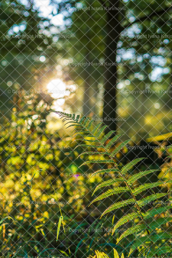 DSC01390 | ikphotography - Realisiert mit Pictrs.com