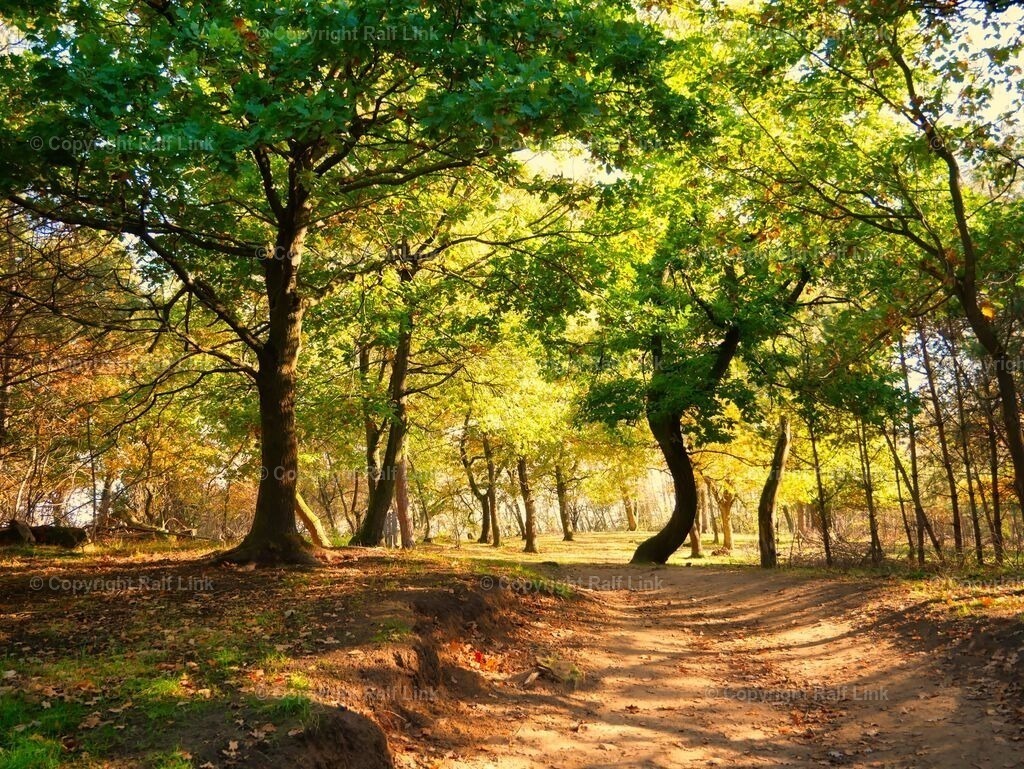 Wald_Duene_01 | Stockfotos, Fotos mit Miniaturfiguren und kreativen Ideen. Dabei auch vieles aus der Metropolregion Rhein-Neckar. 