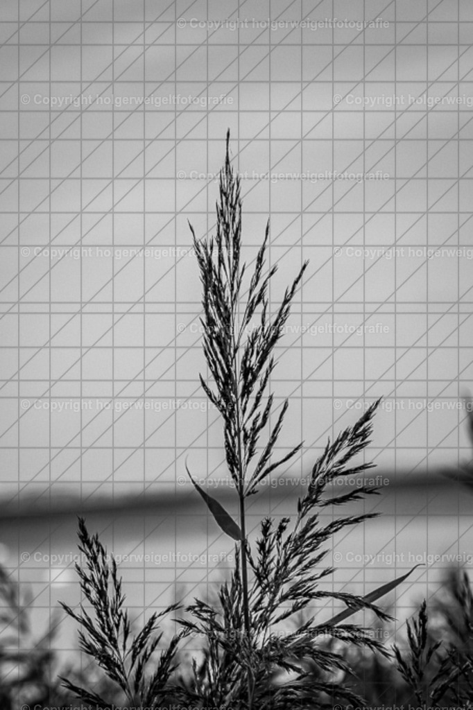 Gras | Kaufen sie online außergewöhnliche Fotografien auf Leinwand Acrylglas Fotoprint Aludibond von holgerweigeltfotografie - Realized with Pictrs.com