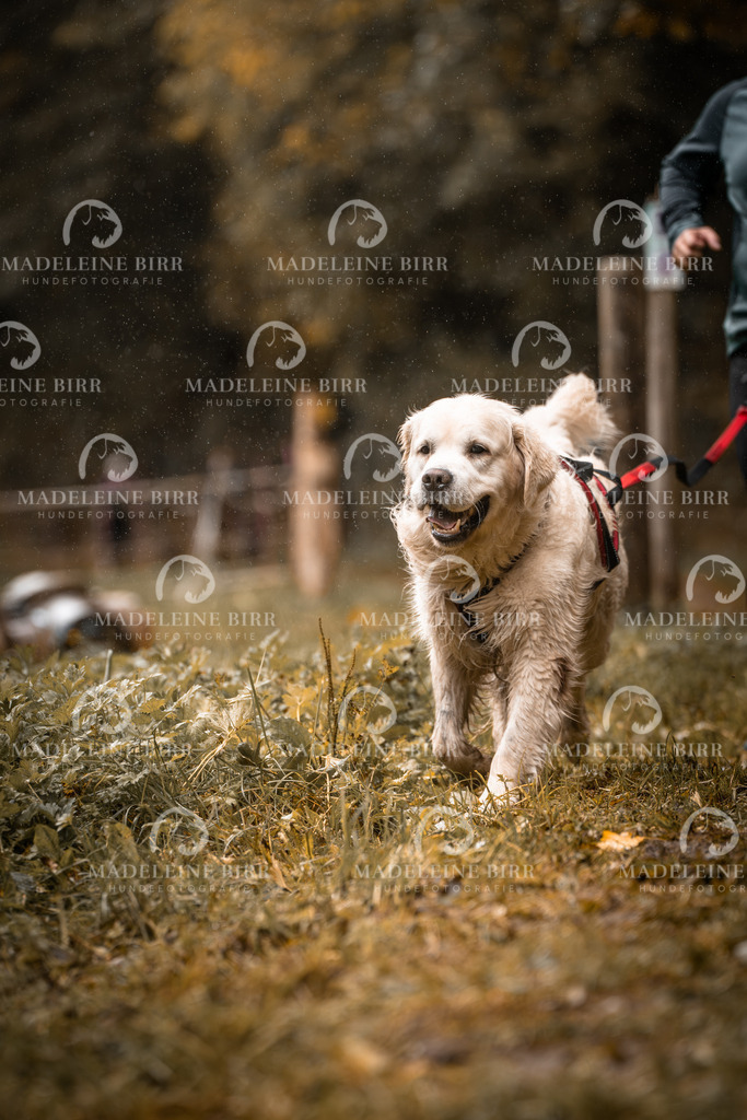 madeleinebirr-fotografie2025.campcanis.sa.10-11Uhr-7 | hundefotografie-birr