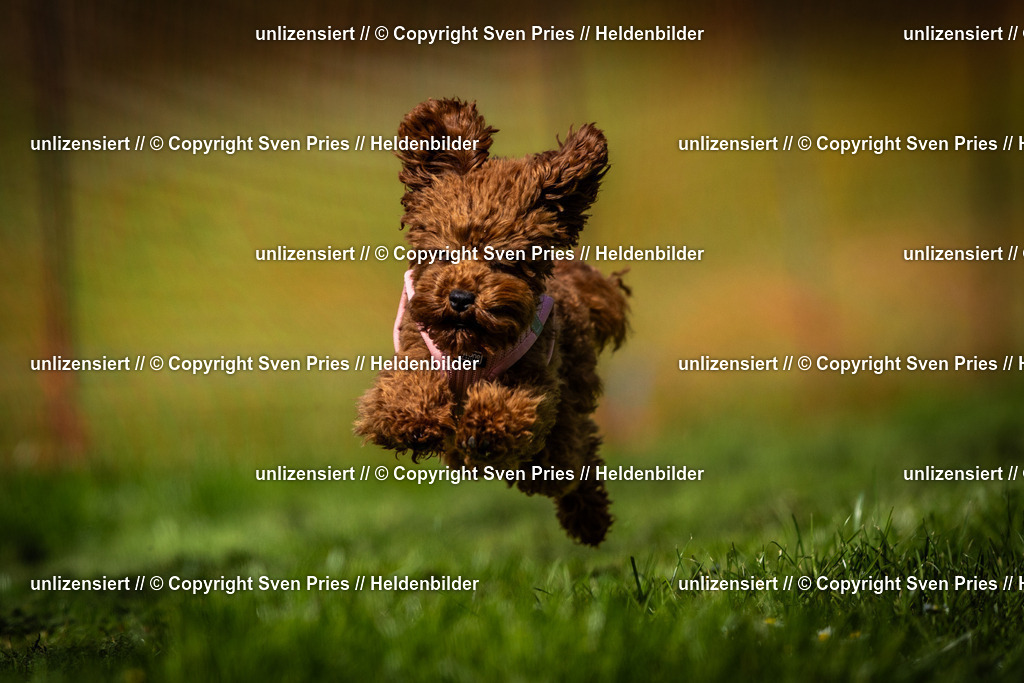 Sven Pries | 2025-04-13 - Hunderennen Baden-Baden - Realisiert mit Pictrs.com