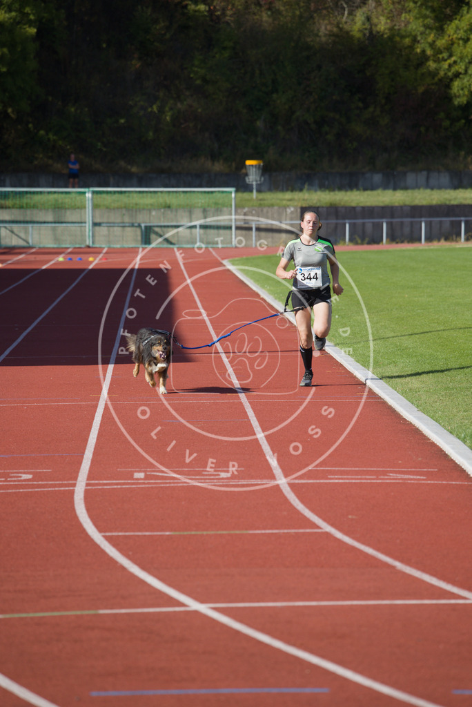0L8A9211 | Hundefotografie, Tierfotograf, Pfotenfotografie, Fotoshooting Hund, Hunde Portrait, Hundesport, Hundeportraits, Heideshooting, Hunde, Sportfotograf, Hundefotograf, Turnierhundsport, THS,  - Realisiert mit Pictrs.com