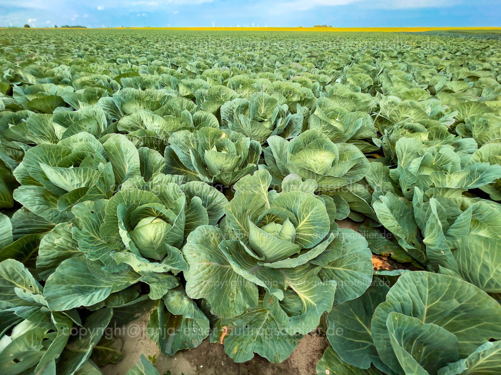 weisskohlfeld D | Landwirtschaftliches Feld mit vielen Weißkohl Pflanzen. Im Hintergrund ist blauer Himmel. Acker aus Dithmarschen, Deutschland. 