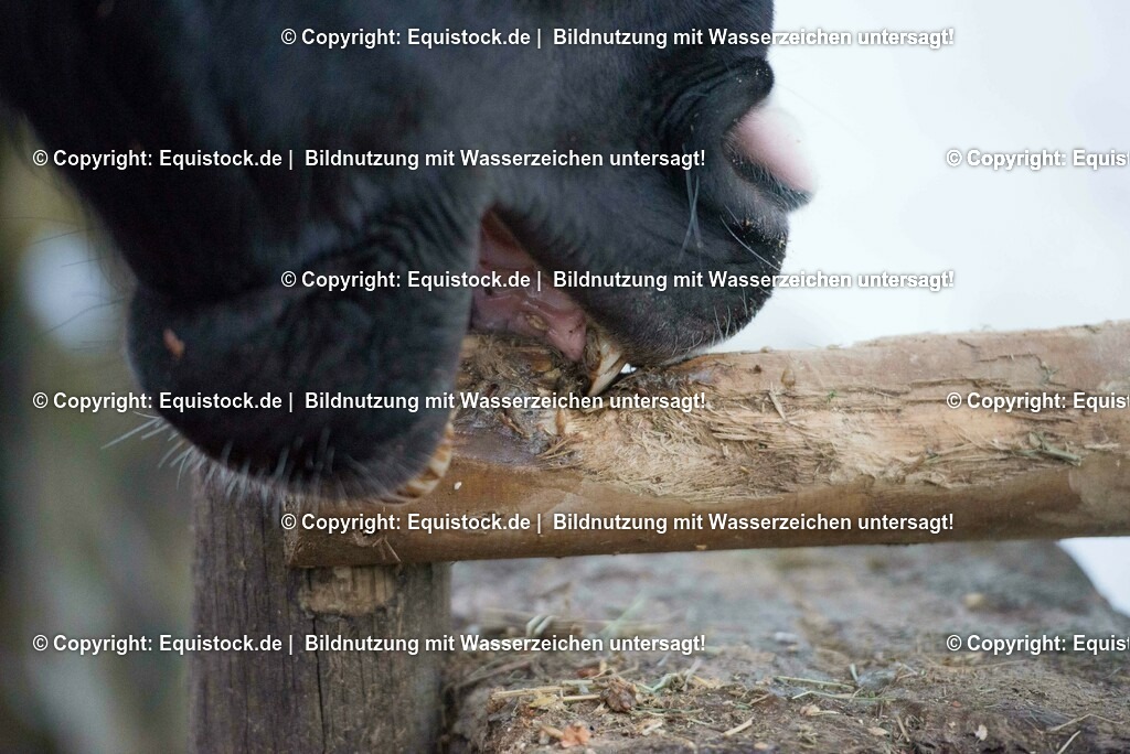 20170118_Koppendes Pferd_0003 | Foto: Thomas Hartig