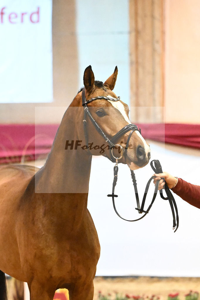 Kat-Nr. 11 Cashmere x Clinton I_Kiessling_43231161 | hf-fotografie - Realisiert mit Pictrs.com