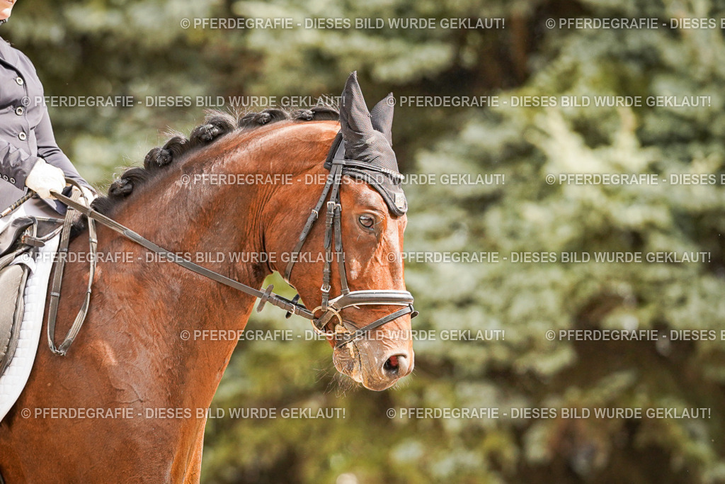 DSC01672 | Pferdegrafie