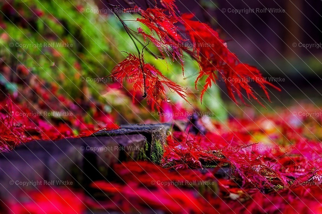 herbst2 | Rolf Wittke  - Realisiert mit Pictrs.com