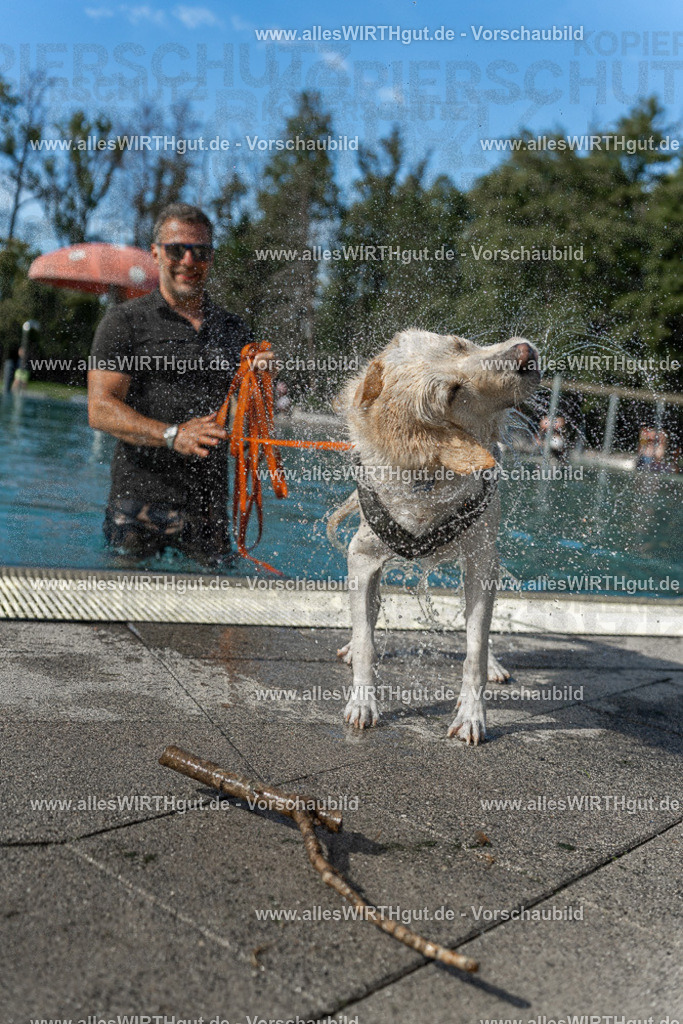 Hundeschwimmen_Volksbad_2026-allesWIRTHgut_Tierfotografie-2609061544-7R501763 | Professionelle Tierfotografie in Mönchengladbach von Daniel Wirth (allesWIRTHgut). Liebevolle & natürliche Bilder von Hunden & Katzen für unvergessliche Erinnerungen.